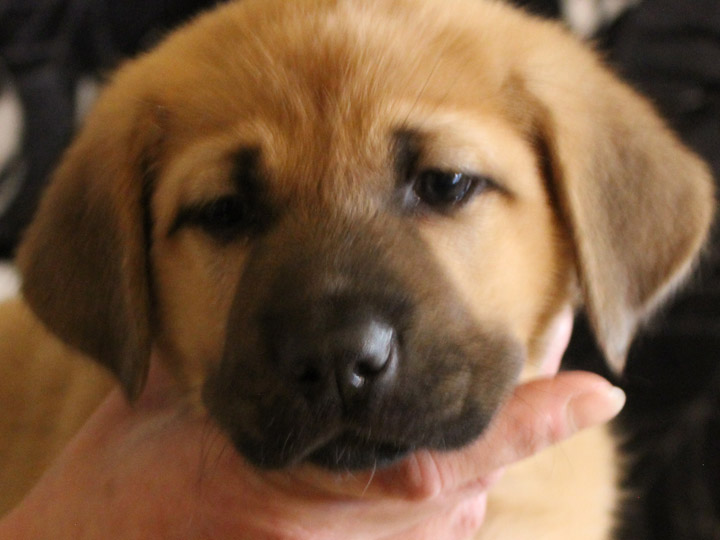 chinook puppy